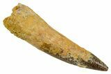 Fossil Spinosaurus Tooth - Real Dinosaur Tooth #373743-1